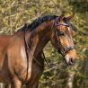 Bridon sans mors anatomique QHP