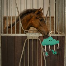 Jouet pour Chevaux Novy