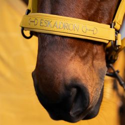 Licol mouton Eskadron Platinium Edition