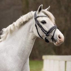 Bridon poney Brixie QHP