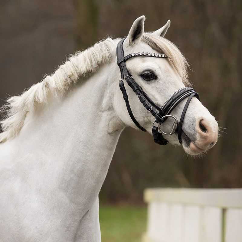 Bridon poney Brixie QHP