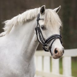 Bridon poney Brixie QHP