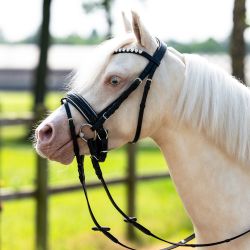 Bridon poney Brixie QHP
