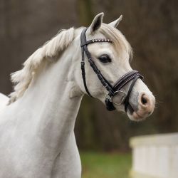 Bridon poney Brixie QHP