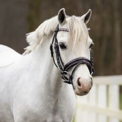 Bridon poney Brixie QHP