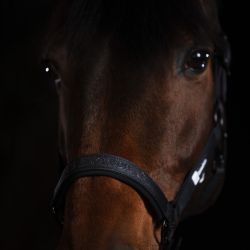 Licol Sparkle double pin Dynamic Eskadron