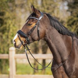 Bridon Skye QHP