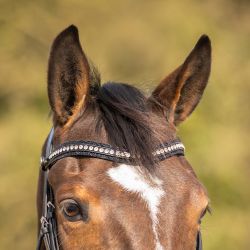 Bridon Skye QHP
