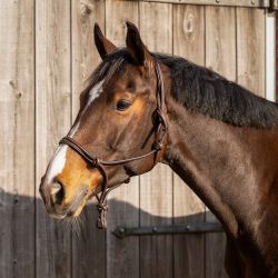 Licol éthologique cuir Liberta QHP