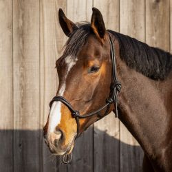 Licol éthologique cuir Liberta QHP