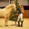 Licol Noël QHP