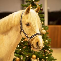 Licol Noël QHP
