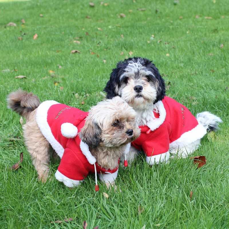 Manteau pour chien Noël QHP