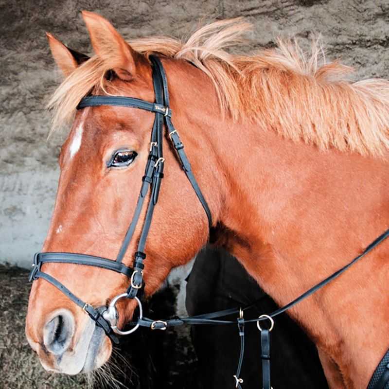Licol pour cheval anatomique nylon Kentucky - beige - Cob
