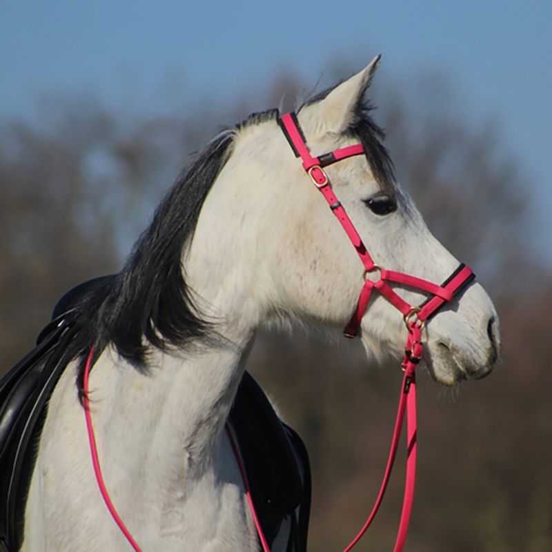 Sidepull Biotack T de T