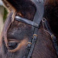 Bridon Matisse T de T