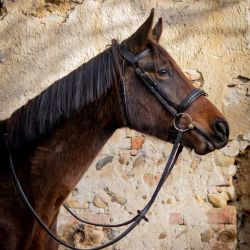 Bridon Matisse T de T