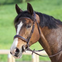 Bridon Matisse T de T