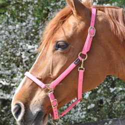 Licol Biotack T de T