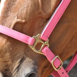 Licol Biotack T de T