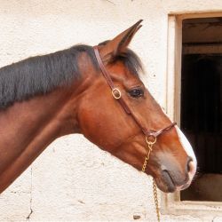 Licol de présentation en cuir T de T