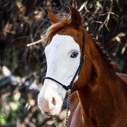 Licol de présentation en cuir T de T