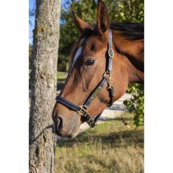 Licol en cuir avec plaque T de T