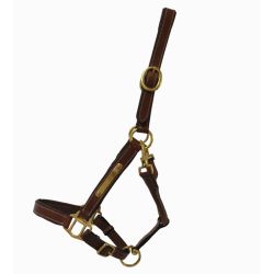 Licol en cuir avec plaque T de T