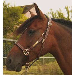 Licol en cuir avec plaque T de T