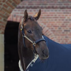 Licol Faux Leather Heritage Eskadron