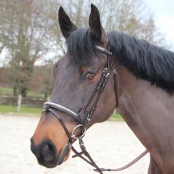 Bridon Mylord Canter