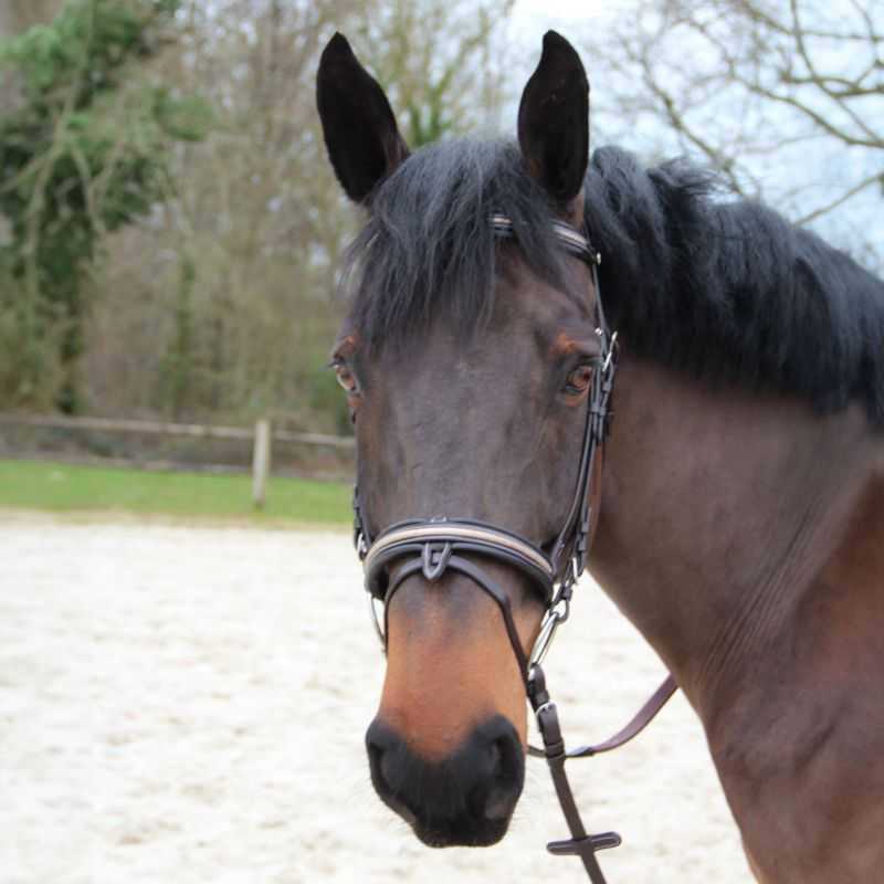 Bridon Mylord Canter