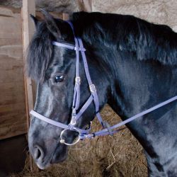 Bridon Licol Biotack T de T