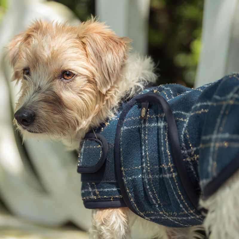 Couverture Chien Bouclé Heritgae Eskadron