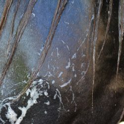 Easy Shine Grey Ravene - Shampoing chevaux gris