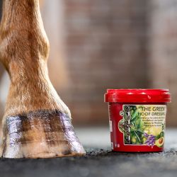 Onguent The Green Hoof Dressing Kevin Bacon's