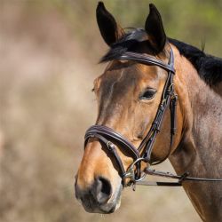 Bridon Elegant HFI Master