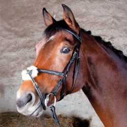 Bridon Kessel muserolle croisée T de T