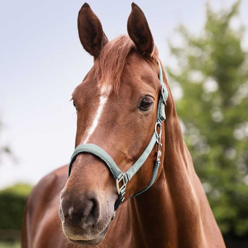 Licol Satin Waldhausen