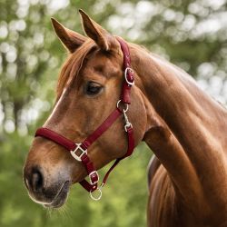 Licol Satin Waldhausen