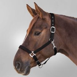 Licol Satin Waldhausen