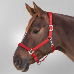 Licol Satin Waldhausen