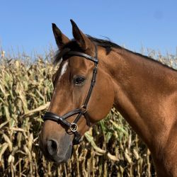 Sidepull no more T de T