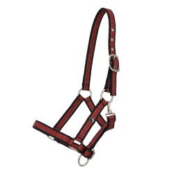 Licol poulain Collection QHP