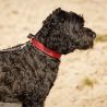 Collier pour chien Collection QHP