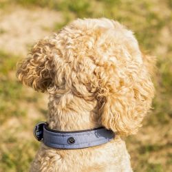 Collier pour chien Collection QHP