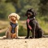 Harnais pour chien Collection QHP