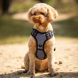 Harnais pour chien Collection QHP
