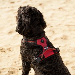 Harnais pour chien Collection QHP