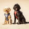 Harnais pour chien Collection QHP